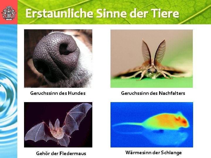 Erstaunliche Sinne der Tiere Geruchssinn des Hundes Gehör der Fledermaus Geruchssinn des Nachfalters Wärmesinn