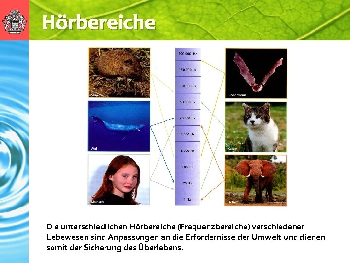 Hörbereiche Die unterschiedlichen Hörbereiche (Frequenzbereiche) verschiedener Lebewesen sind Anpassungen an die Erfordernisse der Umwelt