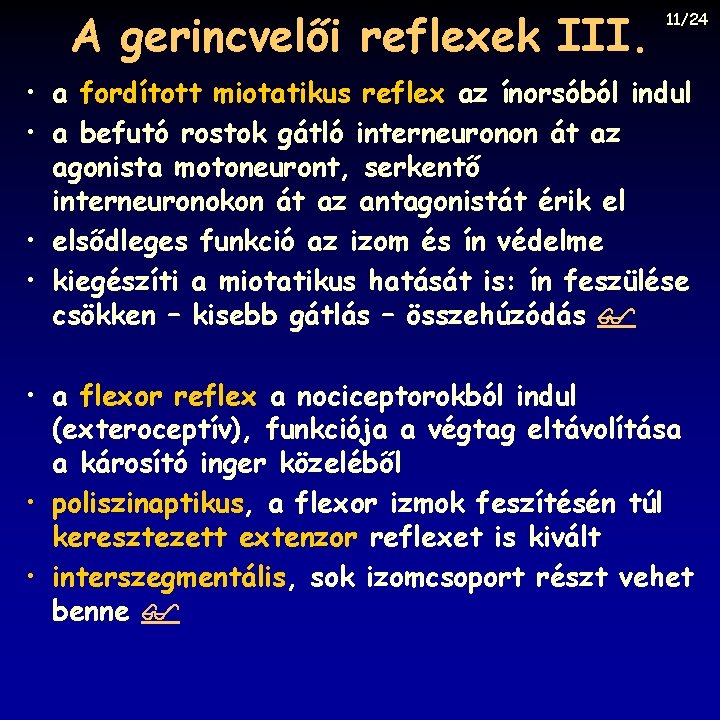 A gerincvelői reflexek III. 11/24 • a fordított miotatikus reflex az ínorsóból indul •