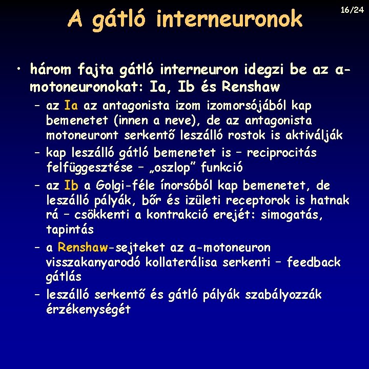A gátló interneuronok 16/24 • három fajta gátló interneuron idegzi be az αmotoneuronokat: Ia,