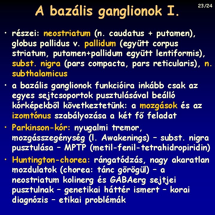 A bazális ganglionok I. 23/24 • részei: neostriatum (n. caudatus + putamen), globus pallidus