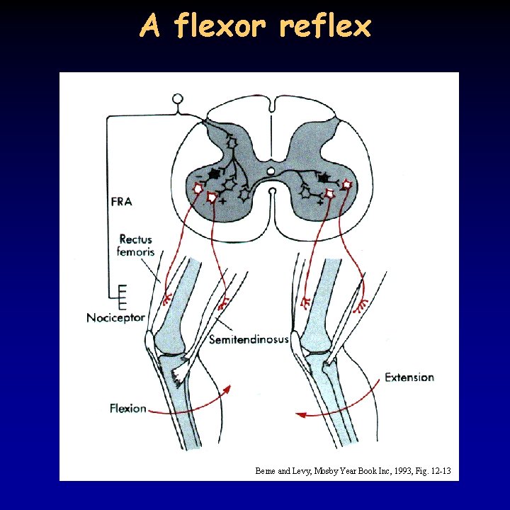 A flexor reflex Berne and Levy, Mosby Year Book Inc, 1993, Fig. 12 -13