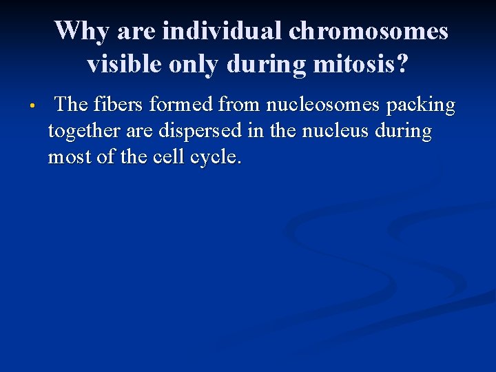 Why are individual chromosomes visible only during mitosis? • The fibers formed from nucleosomes Why are individual chromosomes visible only during mitosis? • The fibers formed from nucleosomes