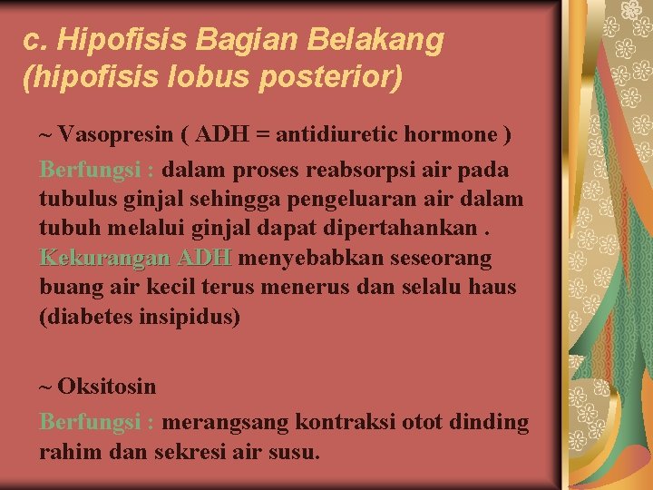 c. Hipofisis Bagian Belakang (hipofisis lobus posterior) ~ Vasopresin ( ADH = antidiuretic hormone
