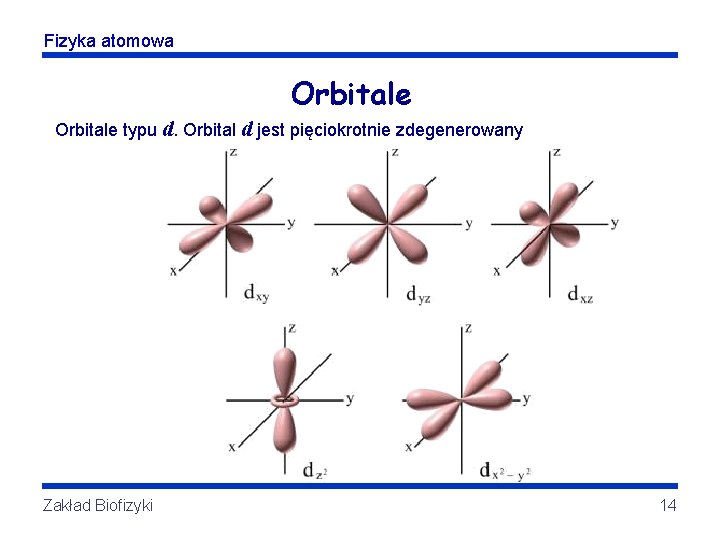 Fizyka atomowa Orbitale typu d. Orbital d jest pięciokrotnie zdegenerowany Zakład Biofizyki 14 