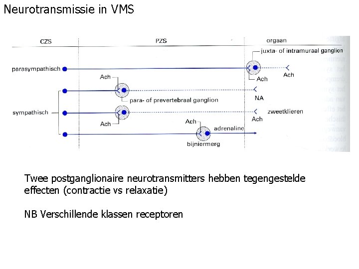 Neurotransmissie in VMS Twee postganglionaire neurotransmitters hebben tegengestelde effecten (contractie vs relaxatie) NB Verschillende