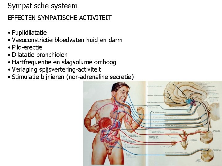 Sympatische systeem EFFECTEN SYMPATISCHE ACTIVITEIT • Pupildilatatie • Vasoconstrictie bloedvaten huid en darm •