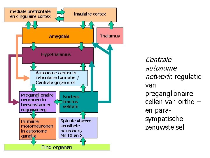 mediale prefrontale en cingulaire cortex insulaire cortex Amygdala Hypothalamus Autonome centra in reticulaire formatie