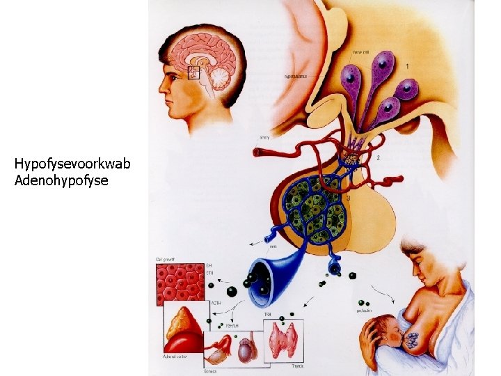 Hypofysevoorkwab Adenohypofyse NB GEDRAG 