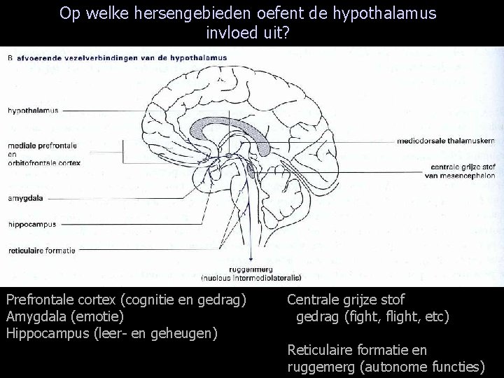 Op welke hersengebieden oefent de hypothalamus invloed uit? Prefrontale cortex (cognitie en gedrag) Amygdala