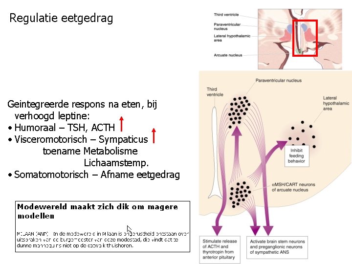 Regulatie eetgedrag Geintegreerde respons na eten, bij verhoogd leptine: • Humoraal – TSH, ACTH