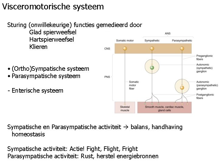 Visceromotorische systeem Sturing (onwillekeurige) functies gemedieerd door Glad spierweefsel Hartspierweefsel Klieren • (Ortho)Sympatische systeem