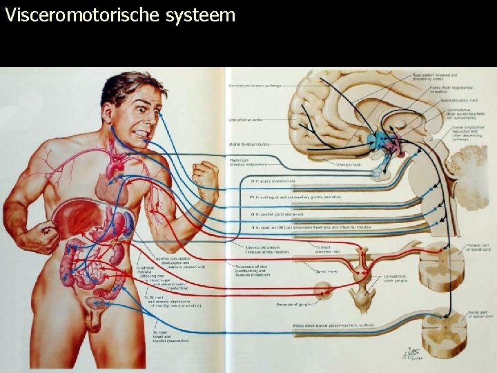 Visceromotorische systeem 