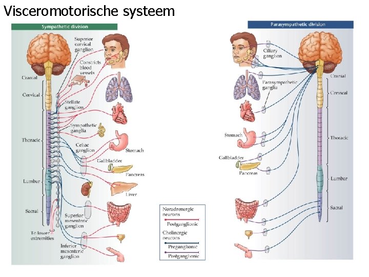 Visceromotorische systeem 