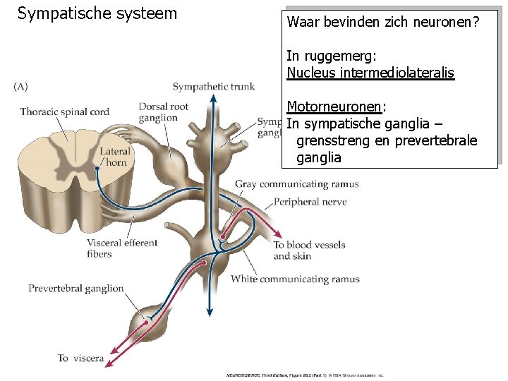 Sympatische systeem Waar bevinden zich neuronen? In ruggemerg: Nucleus intermediolateralis Motorneuronen: In sympatische ganglia