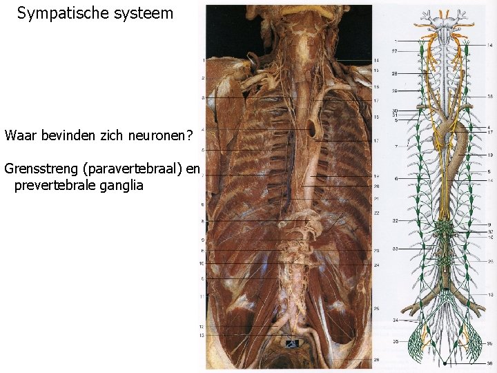 Sympatische systeem Waar bevinden zich neuronen? Grensstreng (paravertebraal) en prevertebrale ganglia 