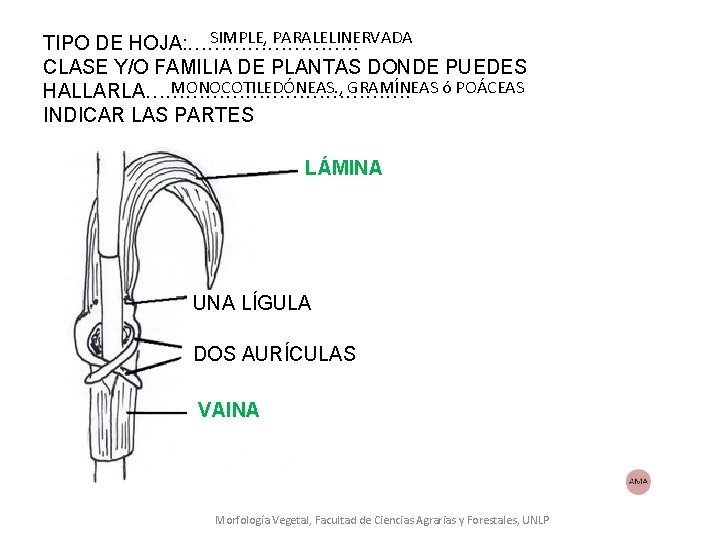 SIMPLE, PARALELINERVADA TIPO DE HOJA: …………. . CLASE Y/O FAMILIA DE PLANTAS DONDE PUEDES