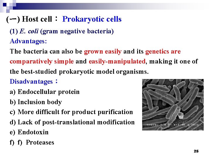 (一) Host cell： Prokaryotic cells (1) E. coli (gram negative bacteria) Advantages: The bacteria