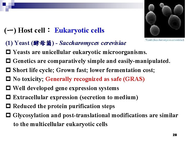 (一) Host cell： Eukaryotic cells (1) Yeast (酵母菌) - Saccharomyces cerevisiae p Yeasts are