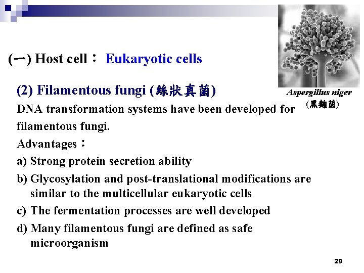 (一) Host cell： Eukaryotic cells (2) Filamentous fungi (絲狀真菌) Aspergillus niger (黑麴菌) DNA transformation