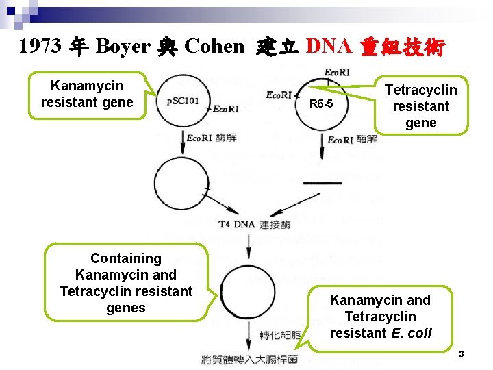 1973 年 Boyer 與 Cohen 建立 DNA 重組技術 Kanamycin resistant gene Containing Kanamycin and