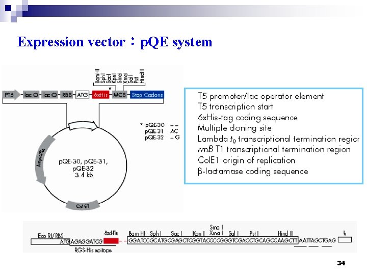 Expression vector：p. QE system 34 