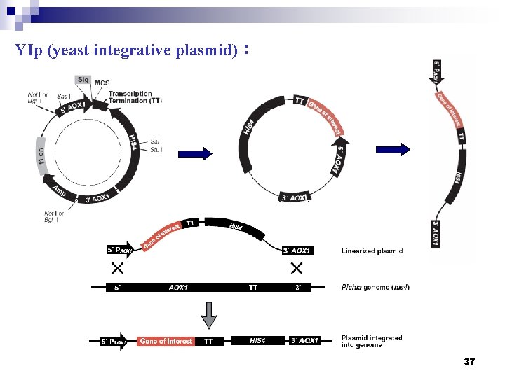 YIp (yeast integrative plasmid)： 37 