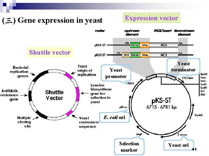 (三) Gene expression in yeast Expression vector Shuttle vector Yeast promoter Yeast terminator E.
