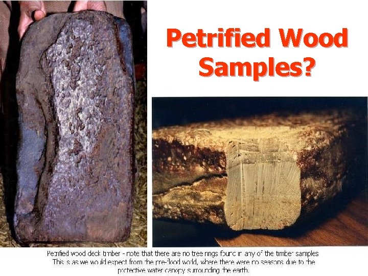 Petrified Wood Samples? 