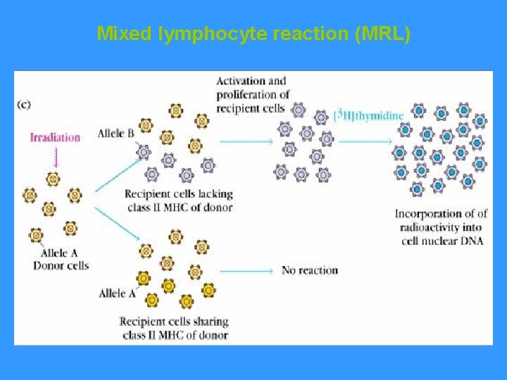 Mixed lymphocyte reaction (MRL) 