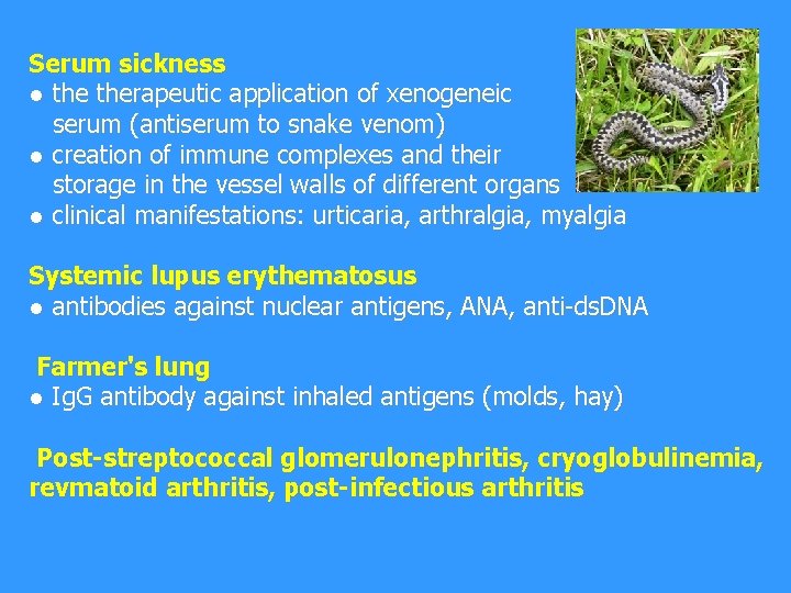 Serum sickness ● therapeutic application of xenogeneic serum (antiserum to snake venom) ● creation
