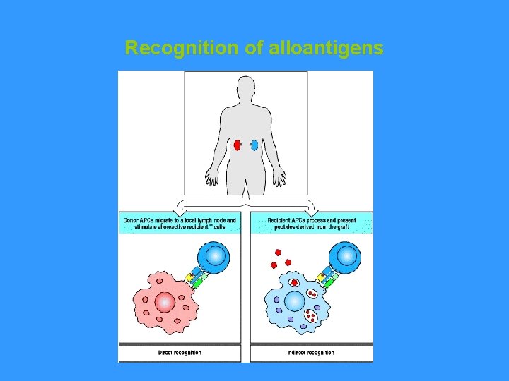 Recognition of alloantigens 