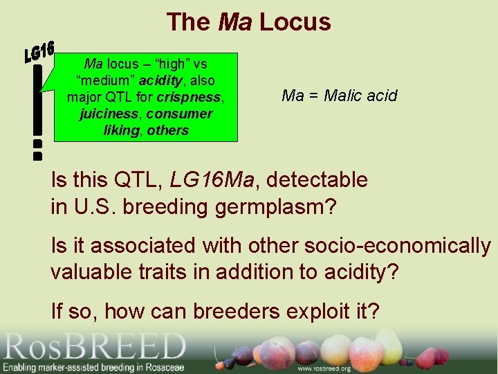 The Ma Locus Ma locus – “high” vs “medium” acidity, also major QTL for