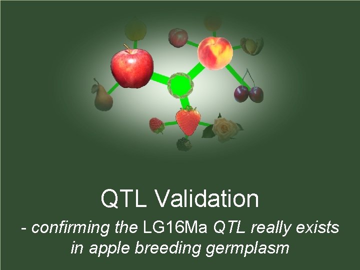 QTL Validation - confirming the LG 16 Ma QTL really exists in apple breeding