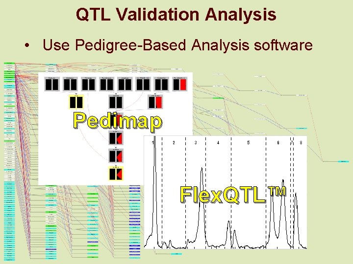 QTL Validation Analysis • Use Pedigree-Based Analysis software Pedimap Flex. QTL™ 