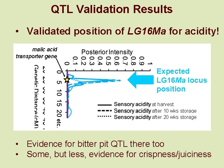 QTL Validation Results • Validated position of LG 16 Ma for acidity! malic acid
