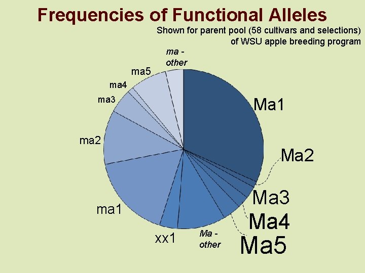 Frequencies of Functional Alleles ma 5 Shown for parent pool (58 cultivars and selections)