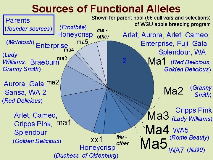 Sources of Functional Alleles Parents (founder sources) (Mc. Intosh) Shown for parent pool (58