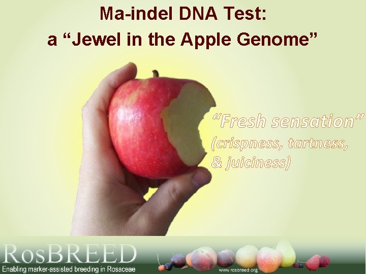 Ma-indel DNA Test: a “Jewel in the Apple Genome” “Fresh sensation” (crispness, tartness, &