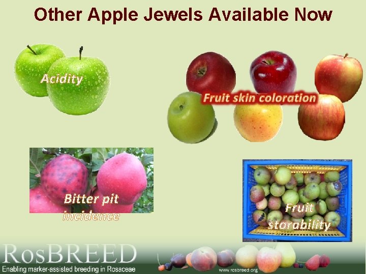 Other Apple Jewels Available Now Acidity Bitter pit incidence Fruit storability 
