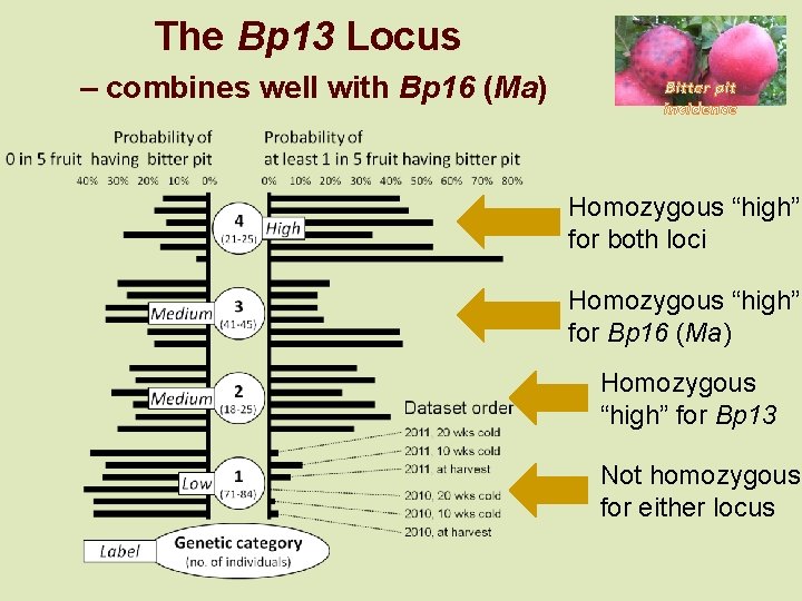 The Bp 13 Locus – combines well with Bp 16 (Ma) Bitter pit incidence