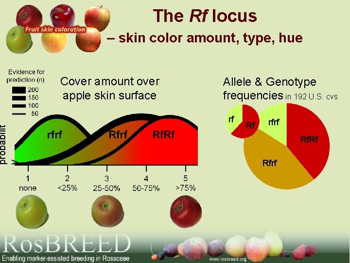 probabilit y The Rf locus – skin color amount, type, hue Cover amount over