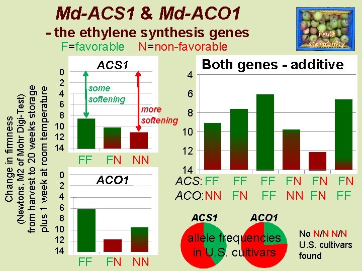 Md-ACS 1 & Md-ACO 1 - the ethylene synthesis genes Fruit storability from harvest