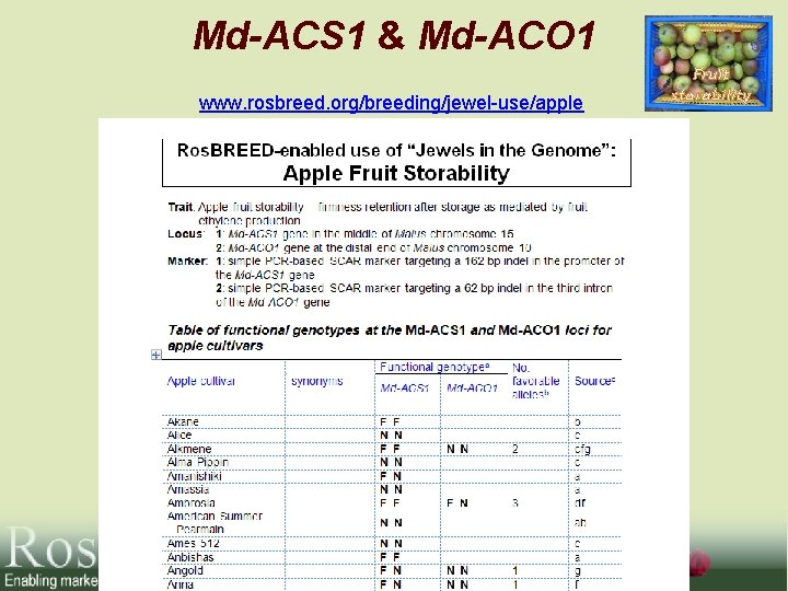 Md-ACS 1 & Md-ACO 1 www. rosbreed. org/breeding/jewel-use/apple Fruit storability 