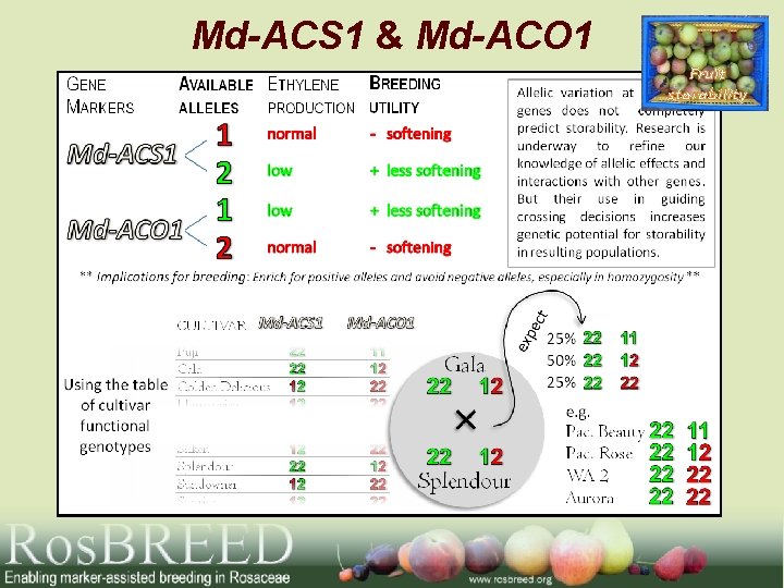 Md-ACS 1 & Md-ACO 1 Fruit storability 