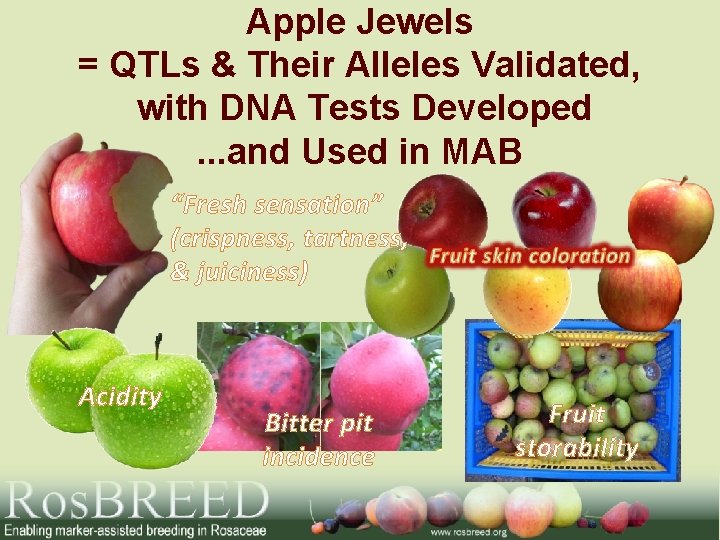 Apple Jewels = QTLs & Their Alleles Validated, with DNA Tests Developed. . .