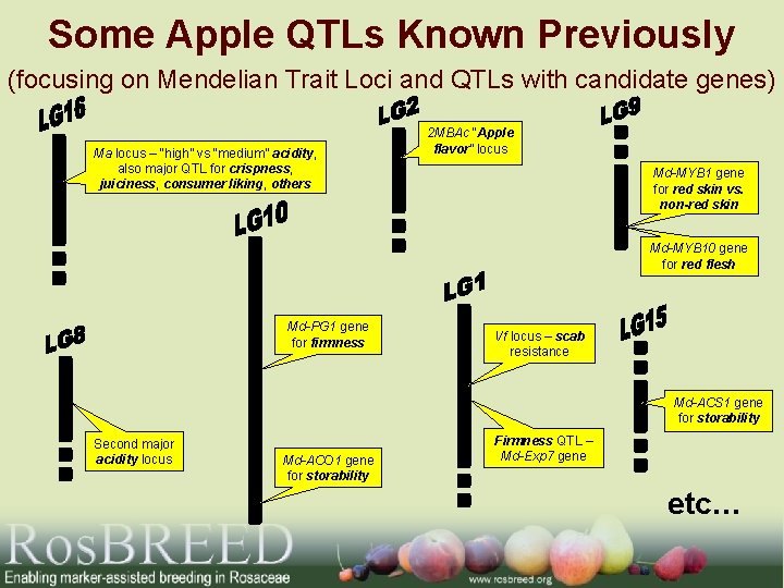 Some Apple QTLs Known Previously (focusing on Mendelian Trait Loci and QTLs with candidate