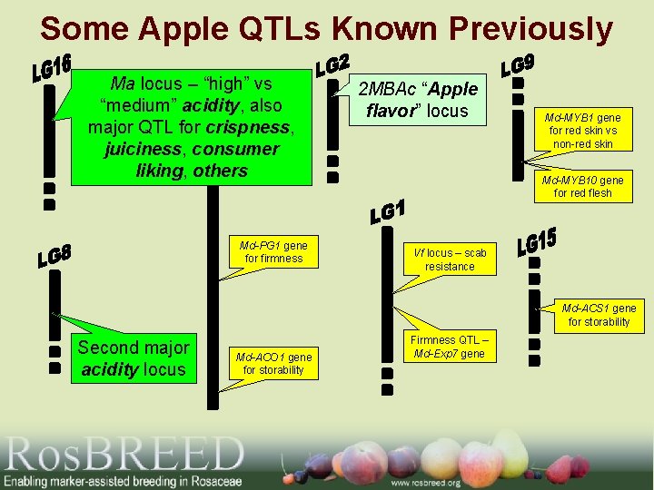 Some Apple QTLs Known Previously Ma locus – “high” vs “medium” acidity, also major