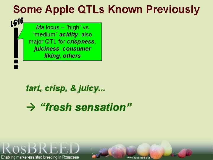 Some Apple QTLs Known Previously Ma locus – “high” vs “medium” acidity, also major