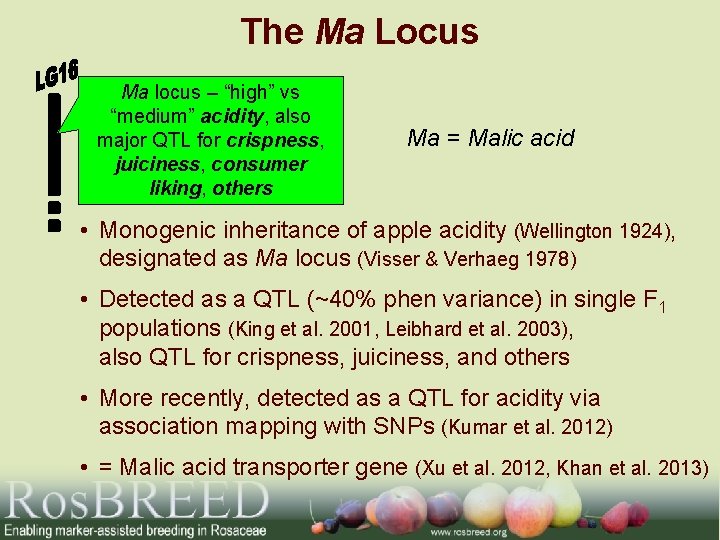 The Ma Locus Ma locus – “high” vs “medium” acidity, also major QTL for